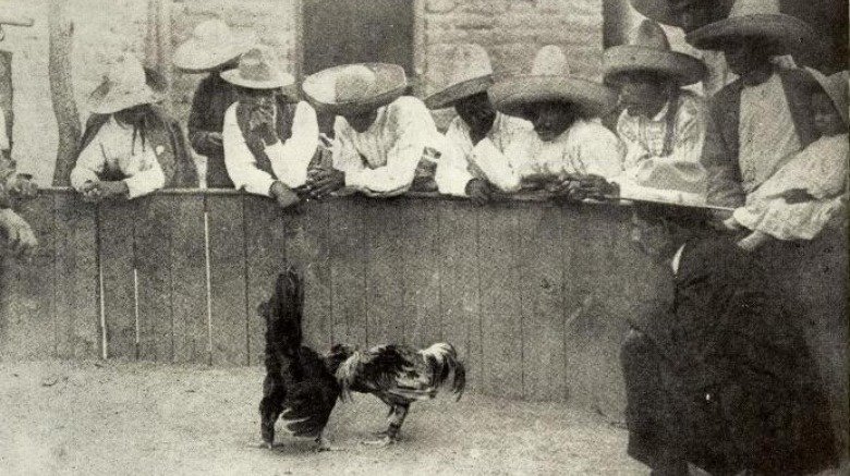 cockfighting roosters