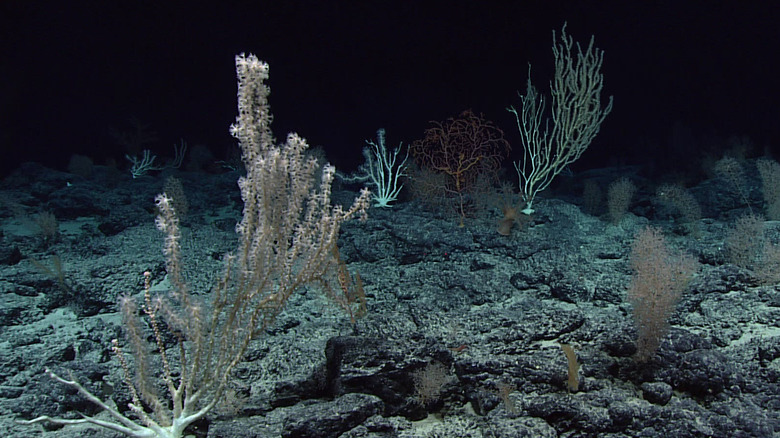 seafloor deep sea ocean 