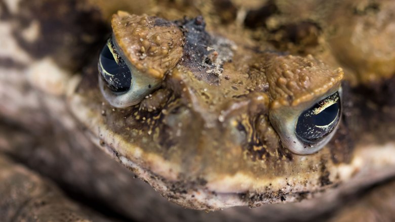 toad 