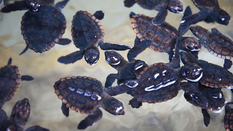 Baby turtles