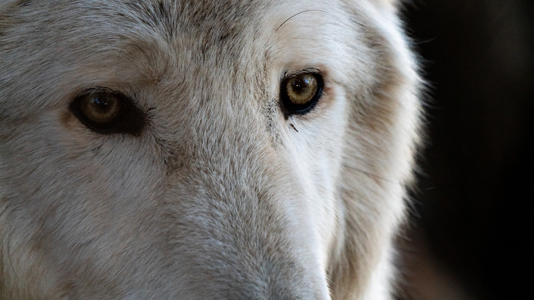 Close-up of a wolf