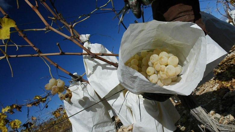 spanish grapes