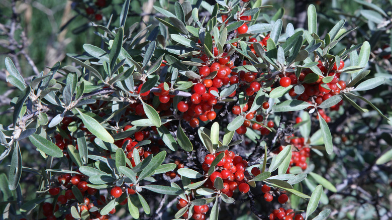 Berries in a national park