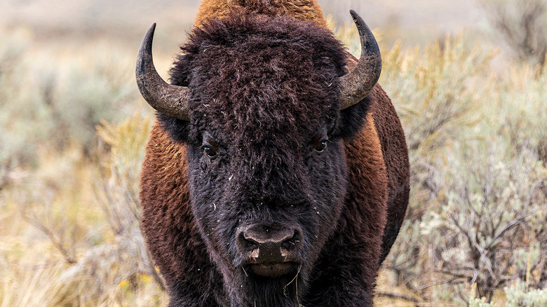 Bison at a National Park