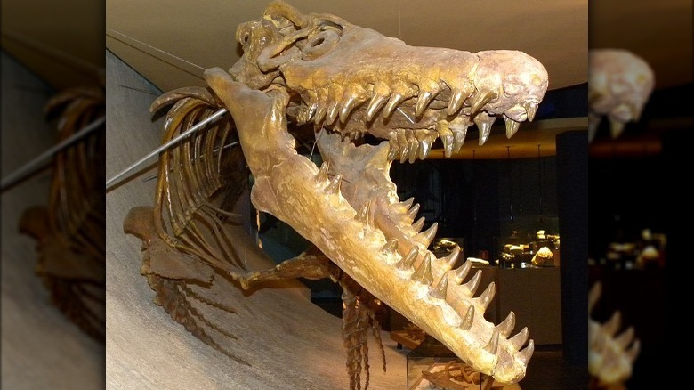 One mosasaur skeleton