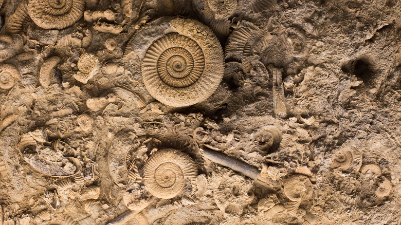 fossilized shells scattered across the ground