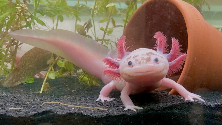 pink axolotl in water