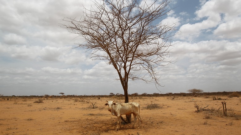 Somalian countryside ravaged by drought.