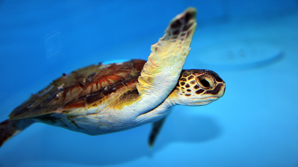 A sea turtle 