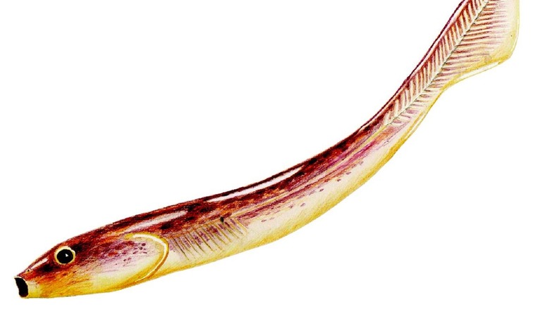 Life restoration of Palaeospondylus gunni