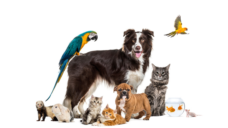 dogs, cats, parrot, birds, goldfish, pets