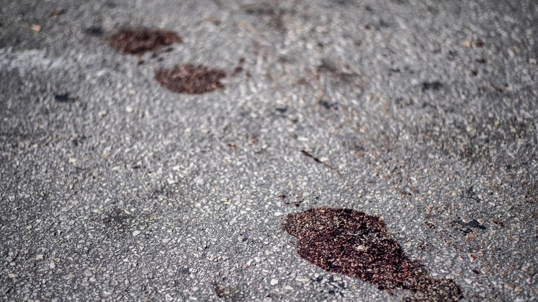 Blood on highway