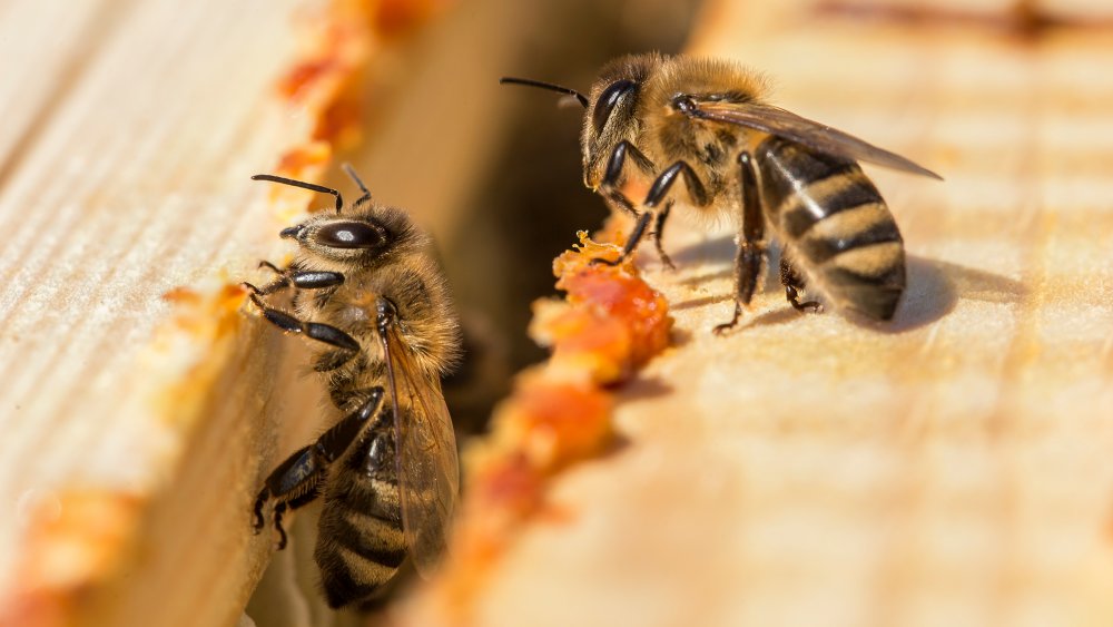 Who even wants to stick their hand in a box of bees?