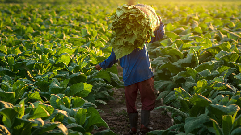 Cuban agriculture
