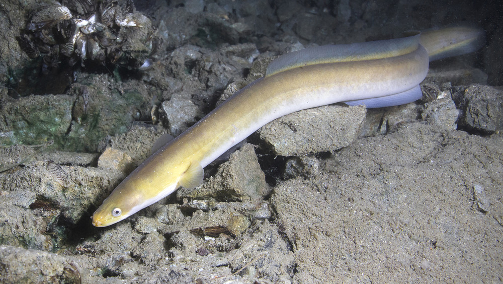 Eels swimming