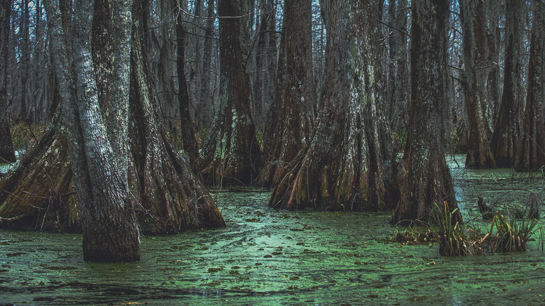 The bayou