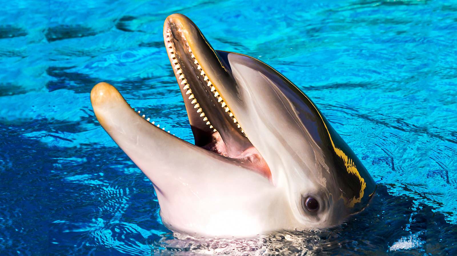 This Is The Biggest Dolphin Ever Caught On Camera