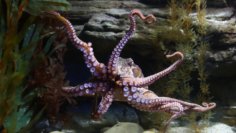 Octopus' suction cups