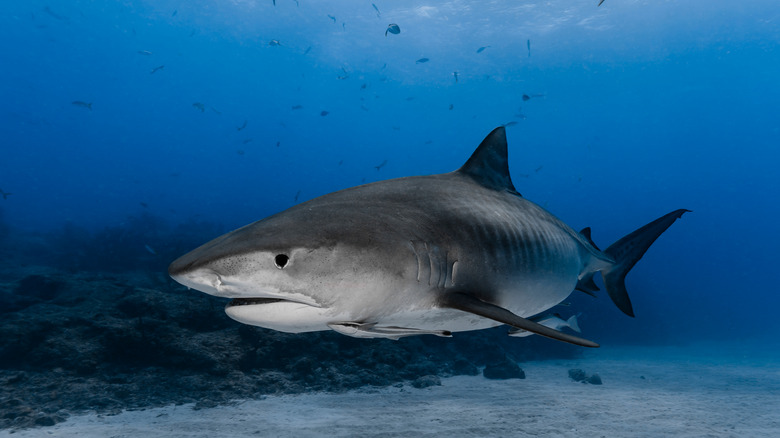 Tiger shark swimming near reef
