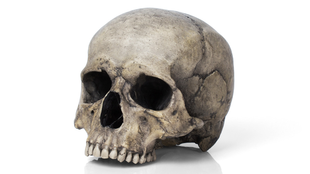 human skull