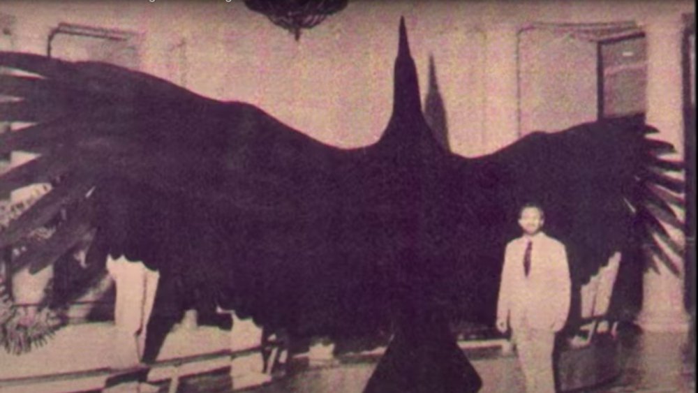 This Is The Largest Bird That Ever Existed