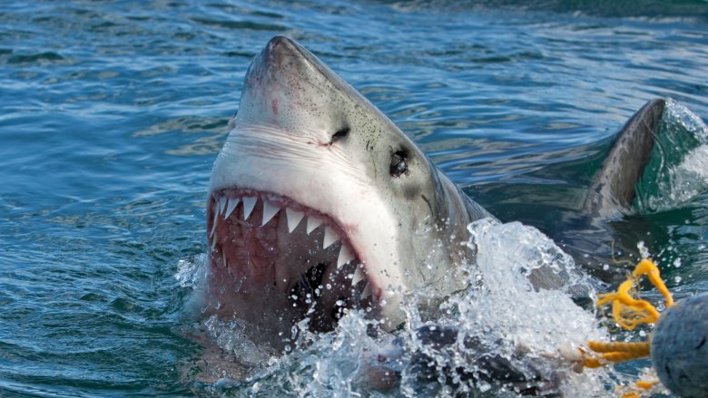 Great White Shark