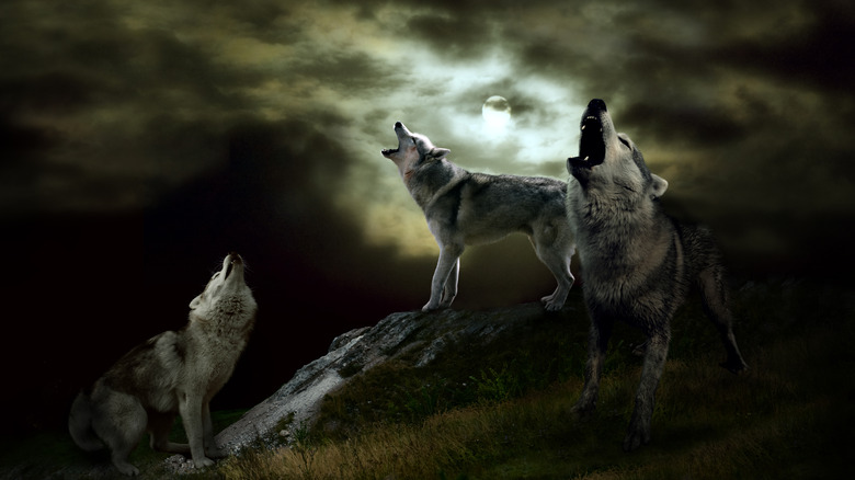 wolves howling