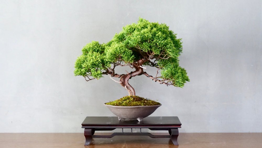 bonsai tree