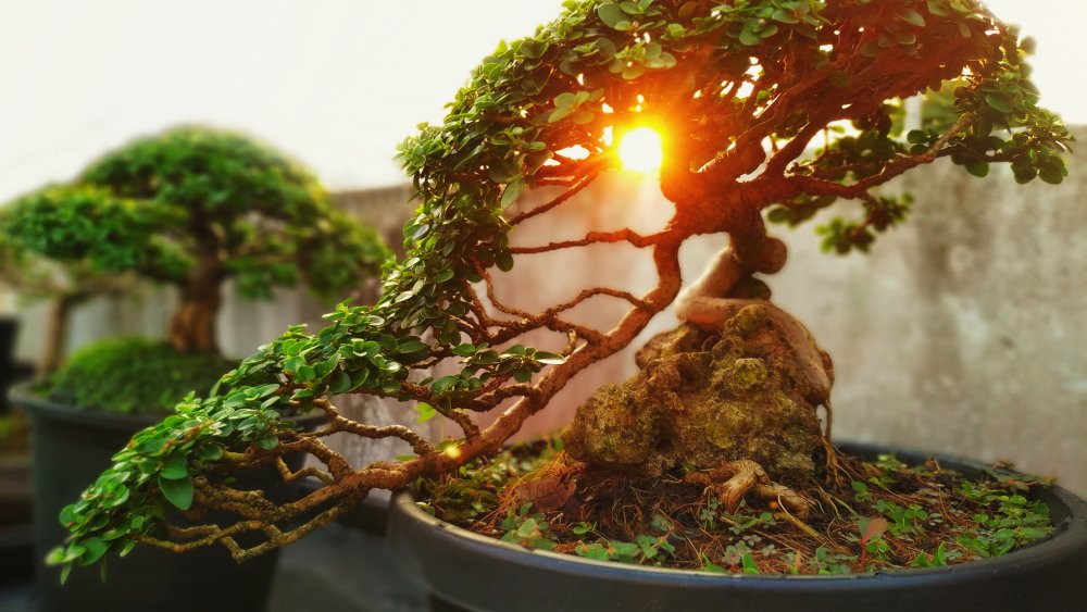 The World S Oldest Bonsai Tree Currently Over 1000 Ye