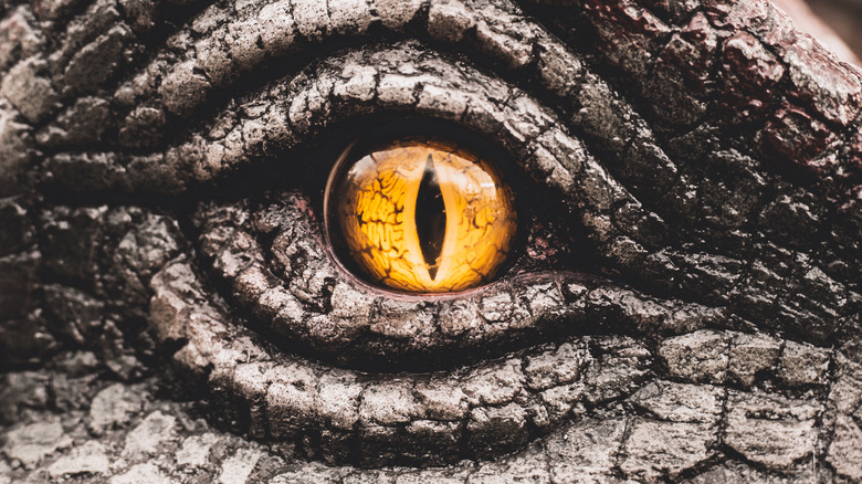 Close up of dinosaur eye and face