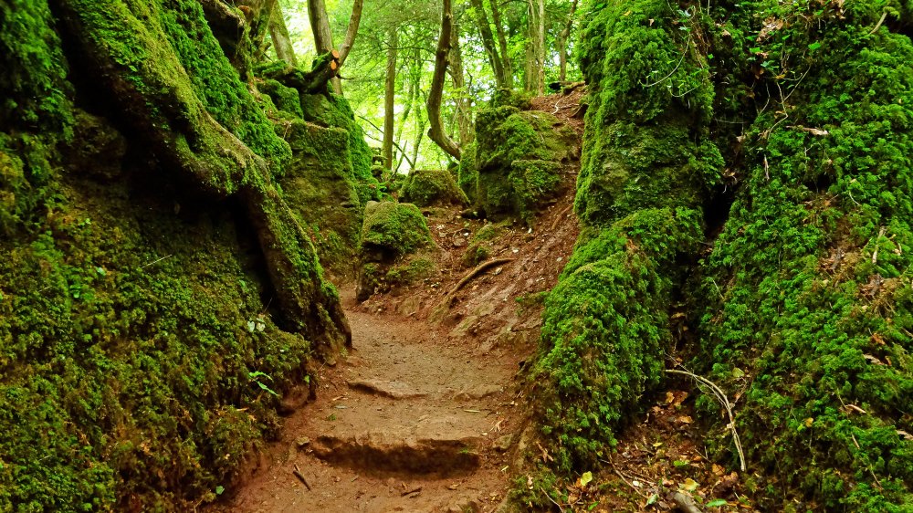 Puzzlewood