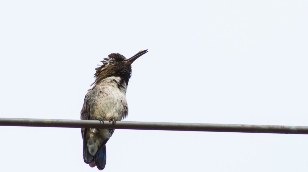 Male bee hummingbird sitting on a wire