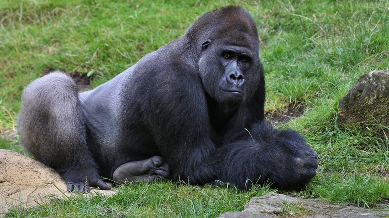 Eastern gorilla