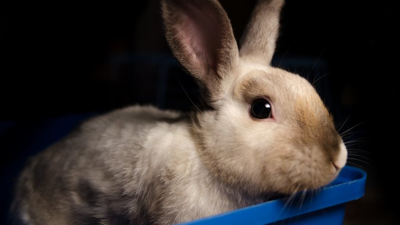 Rabbit in litter box