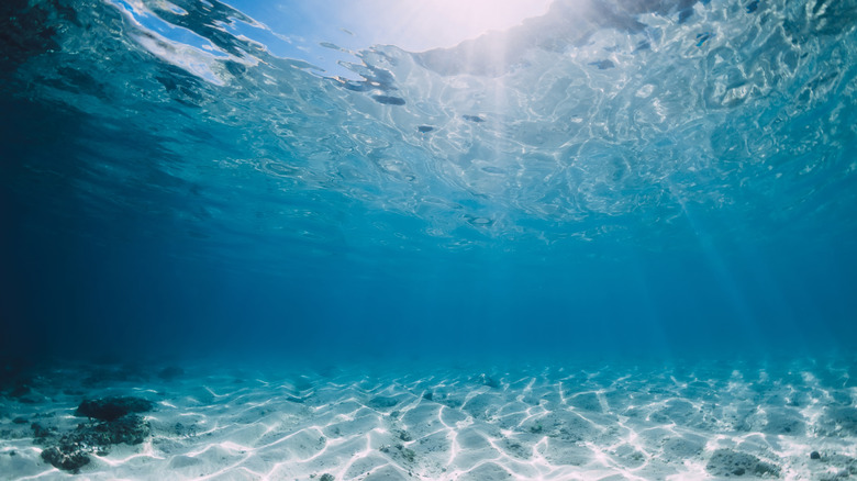 underwater ocean view with sky just visible above 