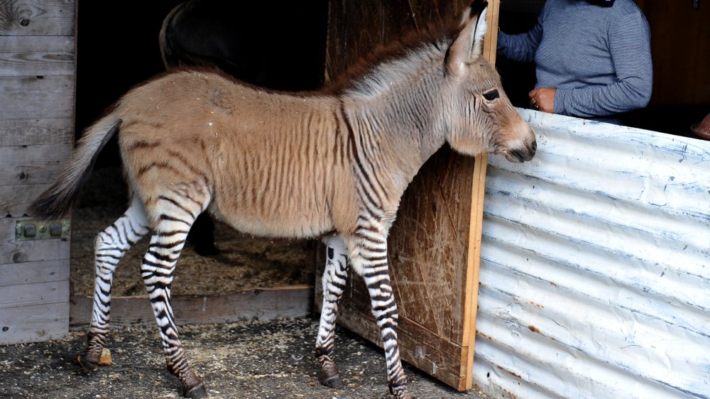 Zonkey