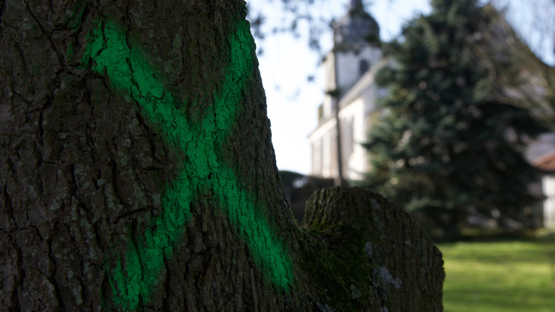 a tree marked for felling