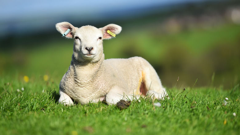 a lamb