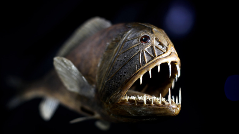 Fangtooth fish