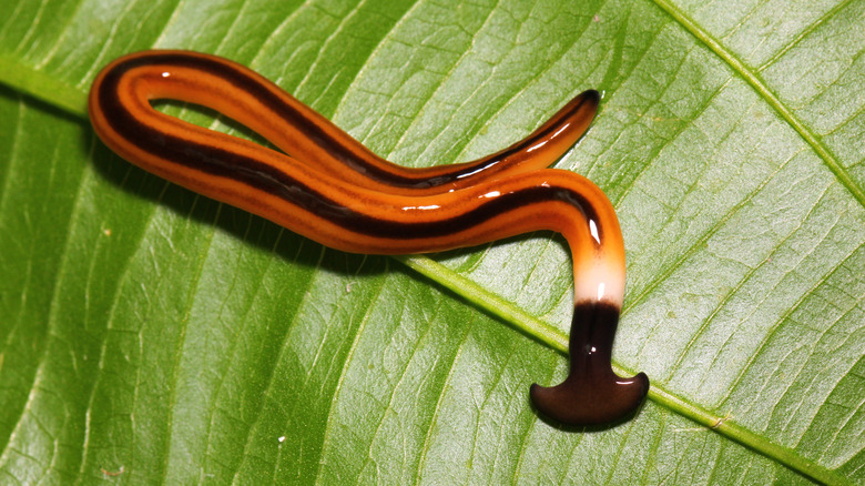 Striped Hammerhead Worm