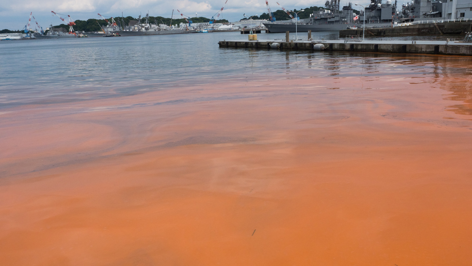 This Is What Really Causes Red Tides