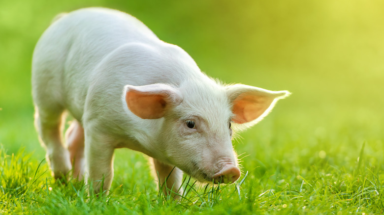 a pig