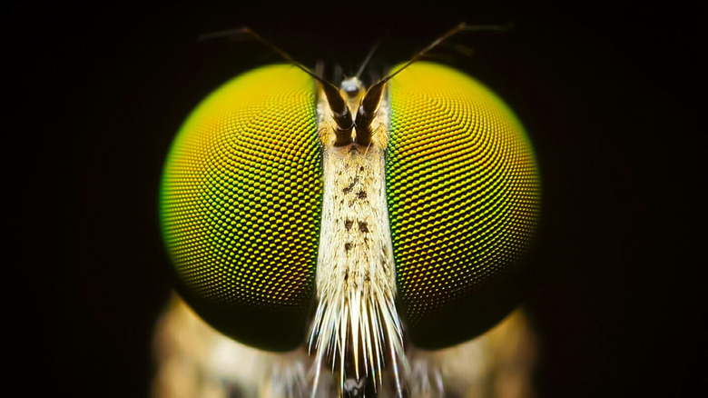 A blow fly's eyes