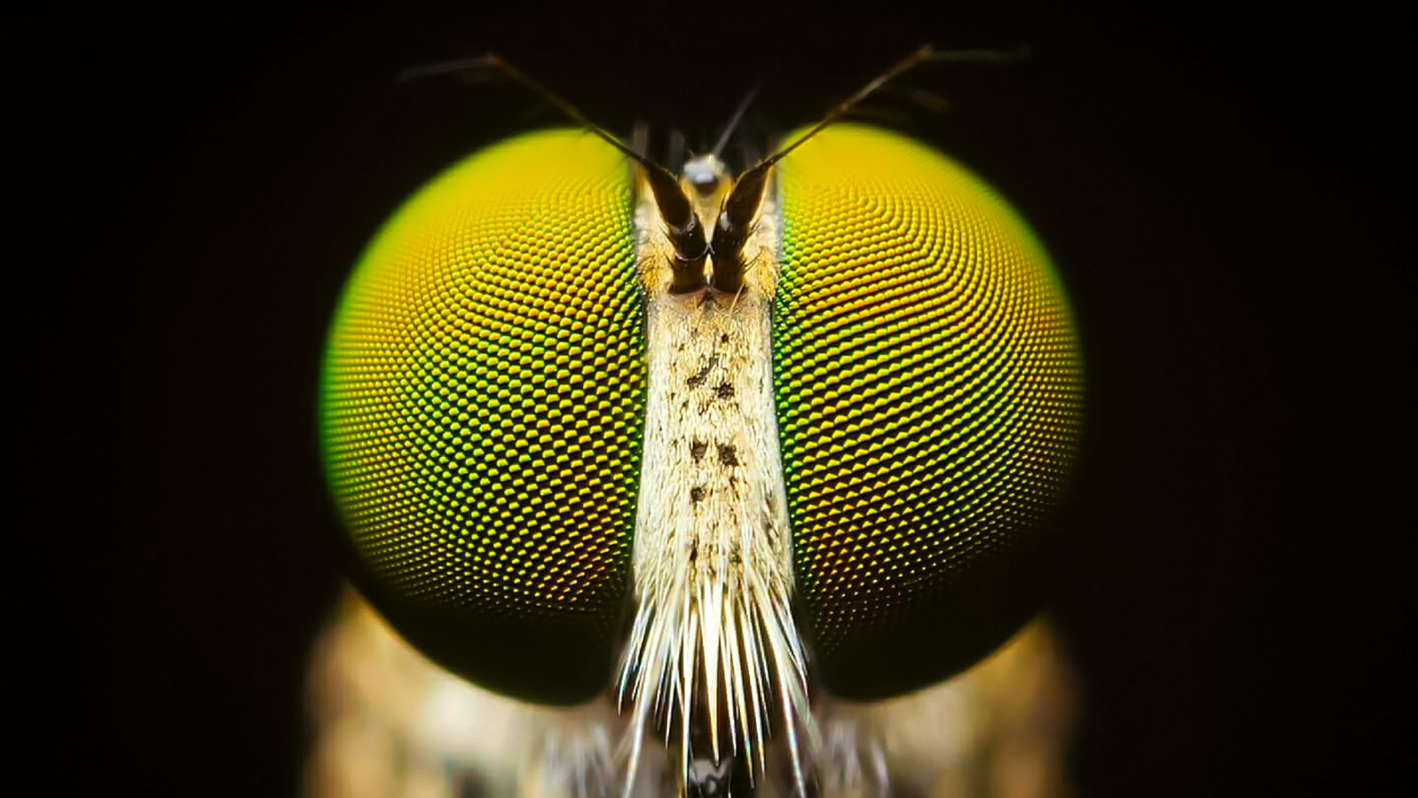 This Is What The Compound Eye Of A Fly Actually Sees