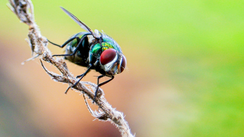 A green bottle fly