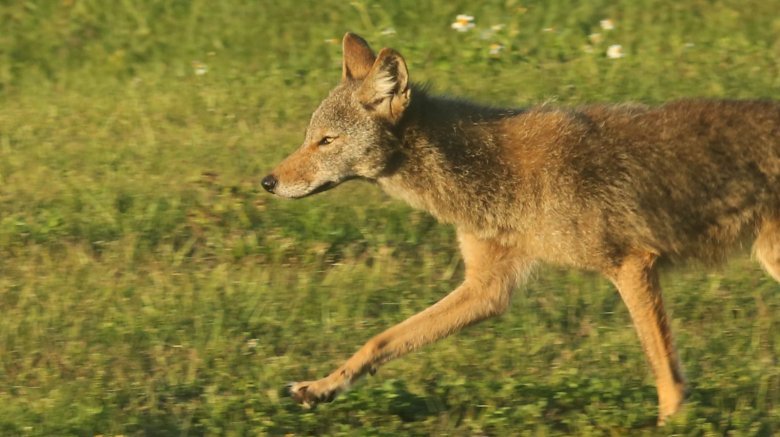 Coyote