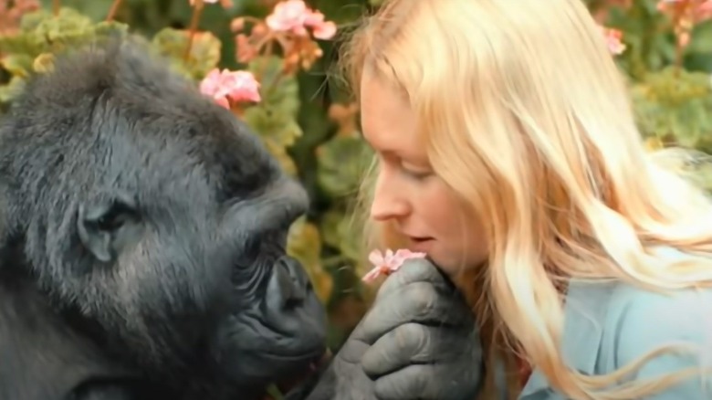 Koko and her caretaker Penny