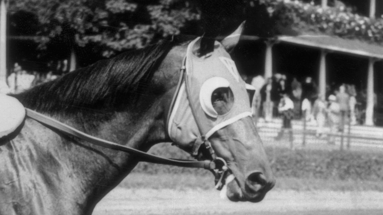 Seabiscuit at a race