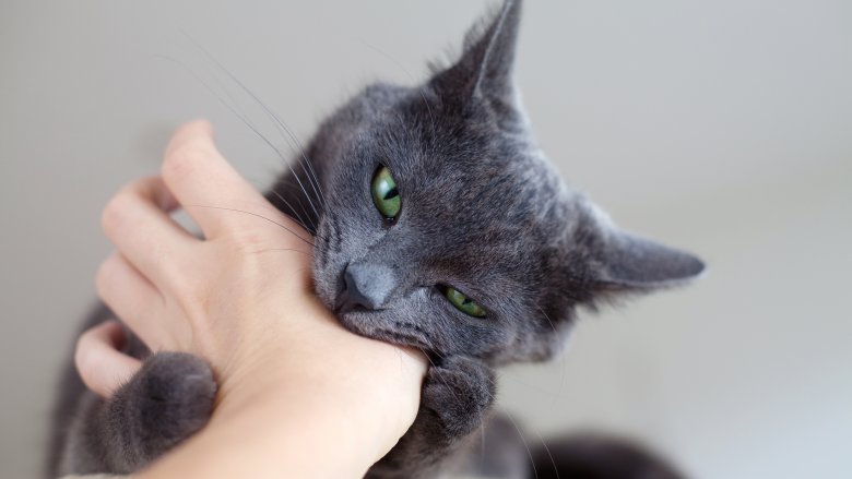 Cat bites hand