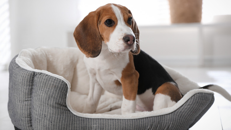 Beagle sitting in a dog bed